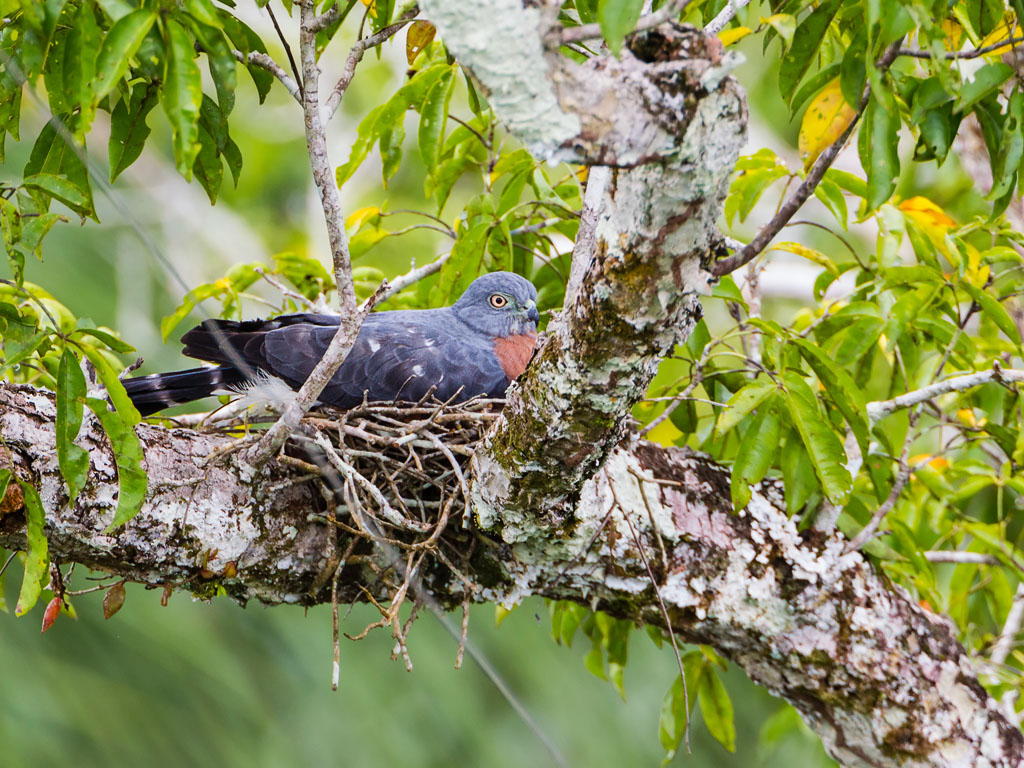 Double-toothed Kite (Harpagus bidentatus)