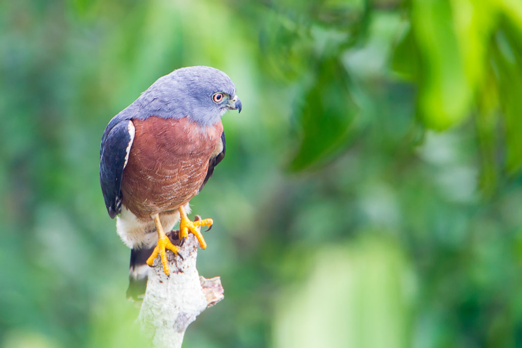 Double-toothed Kite (Harpagus bidentatus)