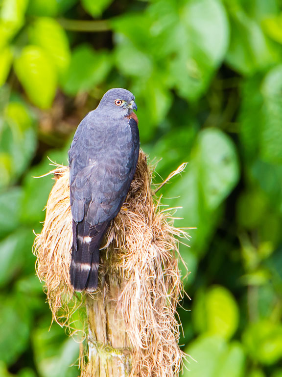 Double-toothed Kite (Harpagus bidentatus)