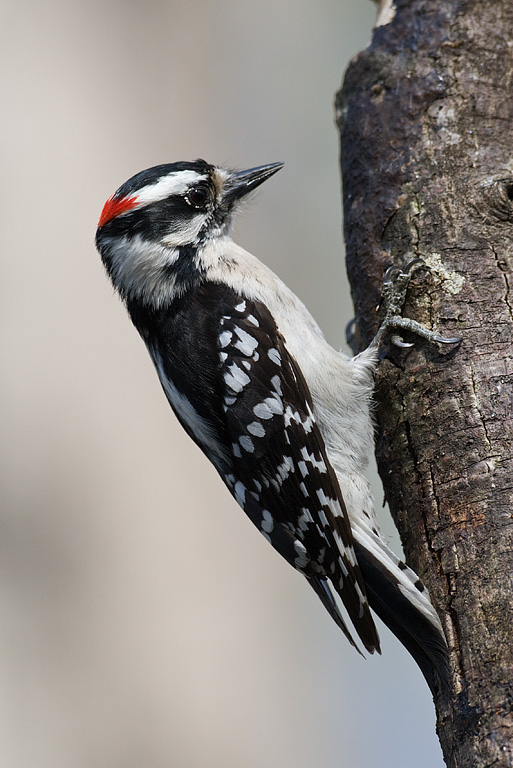 Downy Woodpecker (Picoides pubescens)