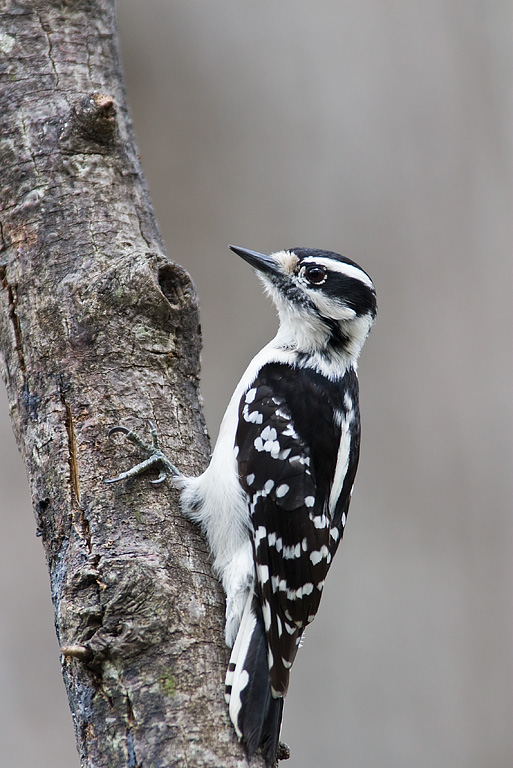 Downy Woodpecker (Picoides pubescens)