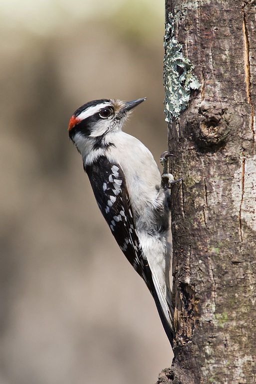 Downy Woodpecker (Picoides pubescens)