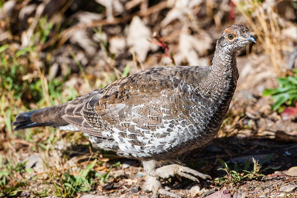 Dusky Grouse (Dendragapus obscurus)