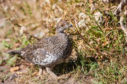 Dusky Grouse (Dendragapus obscurus)