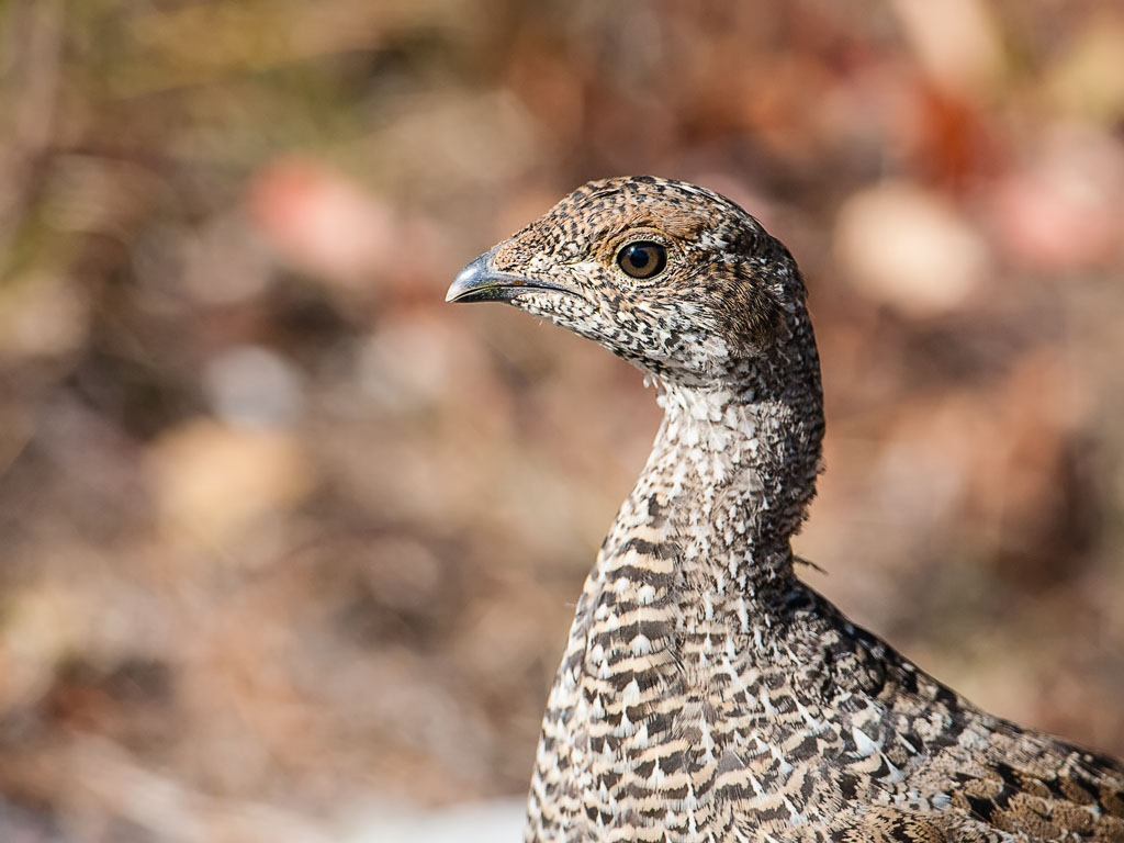 Dusky Grouse (Dendragapus obscurus)