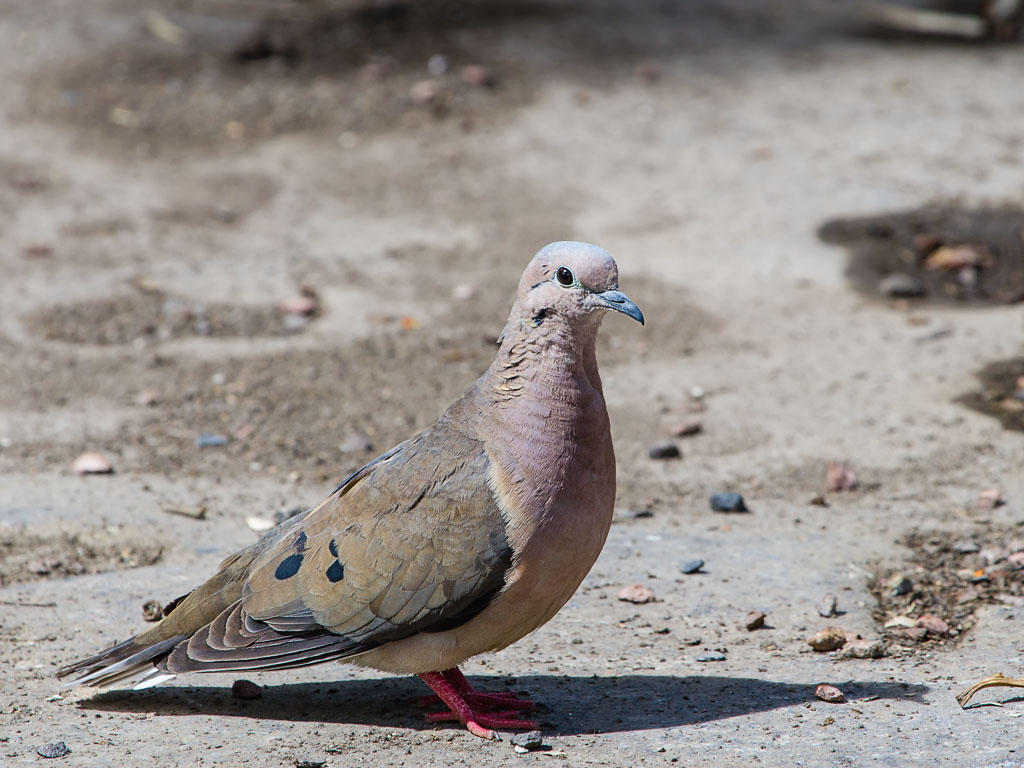 Eared Dove (Zenaida auriculata)