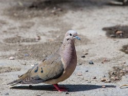 Eared Dove (Zenaida auriculata)