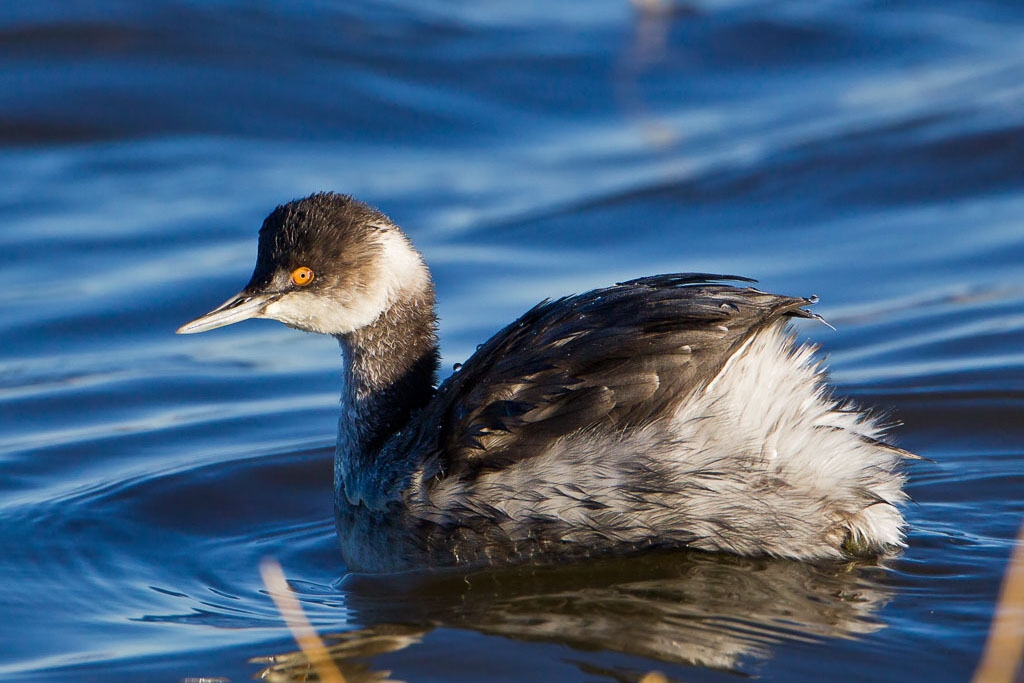 Eared Grebe (Podiceps nigricollis)