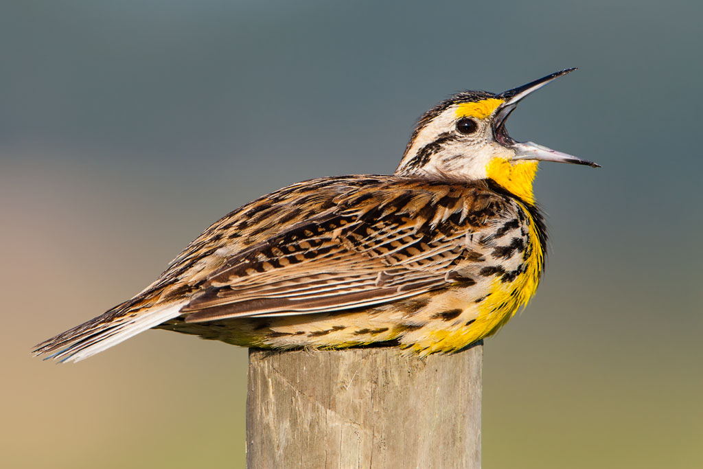 Eastern Meadowlark (Sturnella magna)