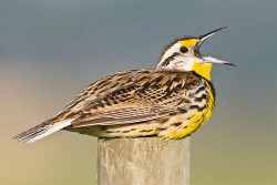 Eastern Meadowlark (Sturnella magna)