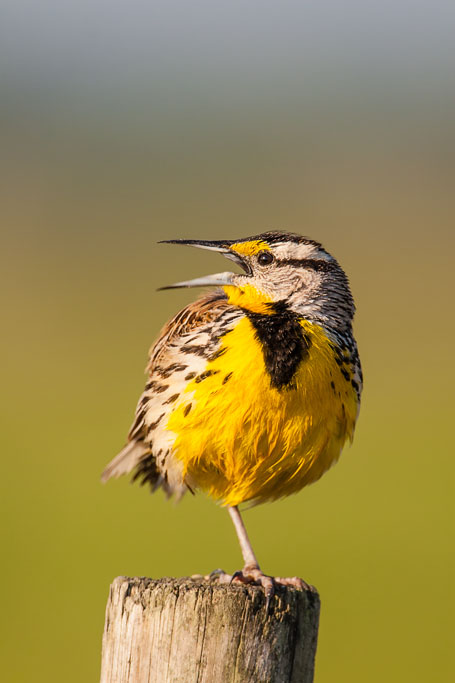 Eastern Meadowlark (Sturnella magna)