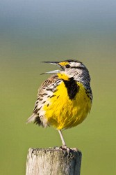 Eastern Meadowlark (Sturnella magna)