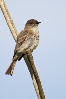 Eastern Phoebe (Sayornis phoebe)