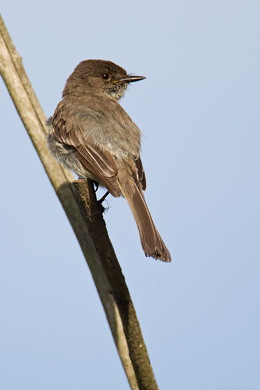 Eastern Phoebe (Sayornis phoebe)