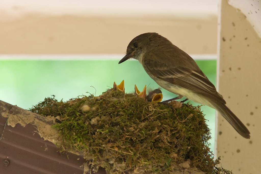 Eastern Phoebe (Sayornis phoebe)