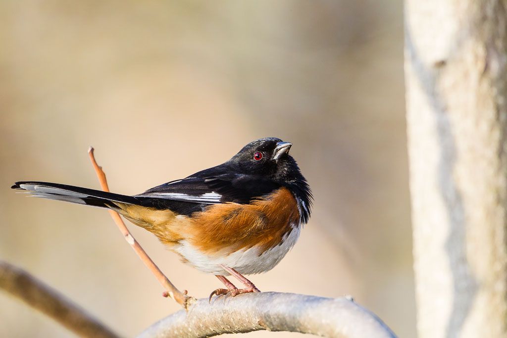 Eastern Towhee (Pipilo erythrophthalmus)