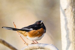 Eastern Towhee (Pipilo erythrophthalmus)