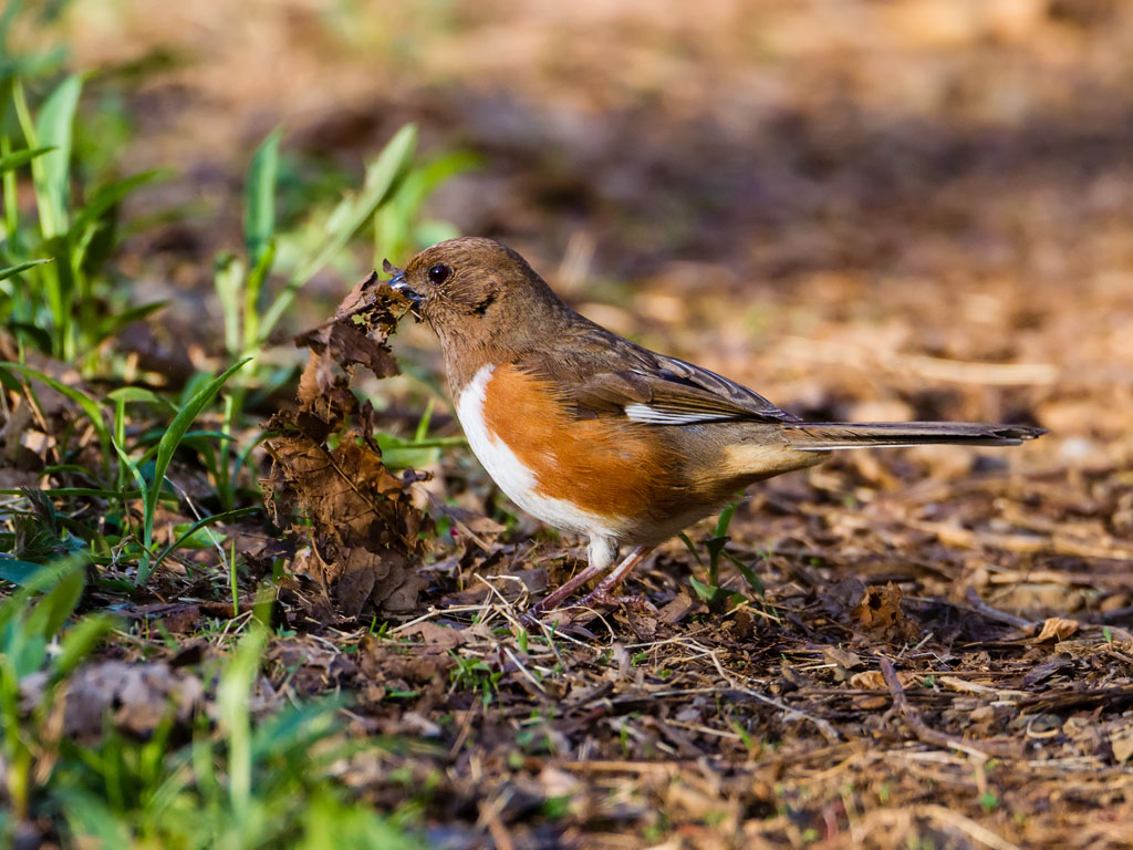 Eastern Towhee (Pipilo erythrophthalmus)