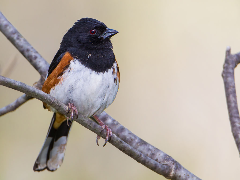 Eastern Towhee (Pipilo erythrophthalmus)