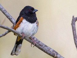 Eastern Towhee (Pipilo erythrophthalmus)