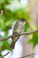 Eastern Wood-Pewee (Contopus virens)