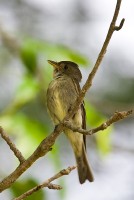 Eastern Wood-Pewee (Contopus virens)