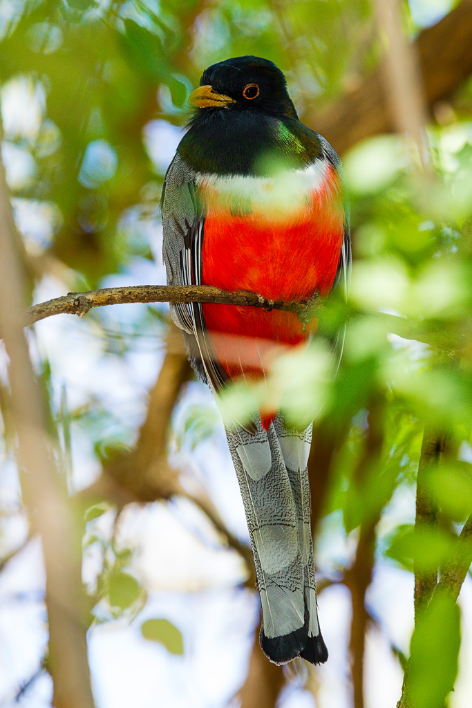 Elegant Trogon (Trogon elegans)