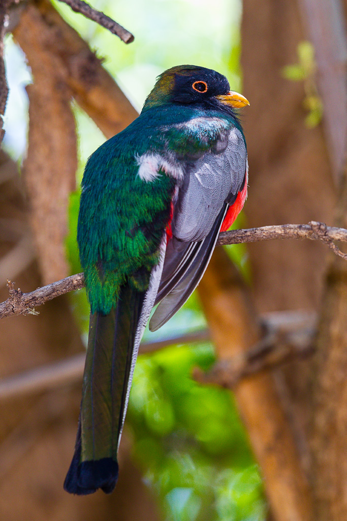 Elegant Trogon (Trogon elegans)