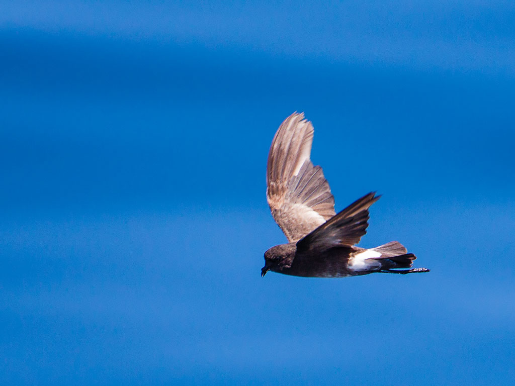 Elliot's (White-vented) Storm-Petrel (Oceanites gracillis galapagoensis)