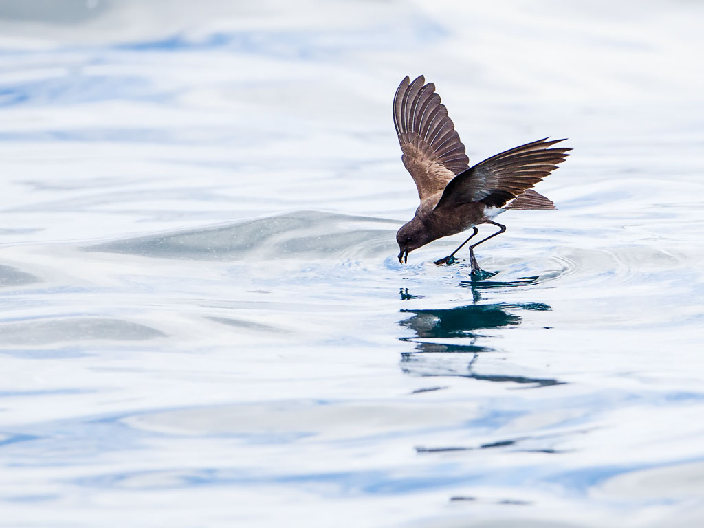 Elliot's (White-rumped) Storm-Petrel (Oceanites gracilis)