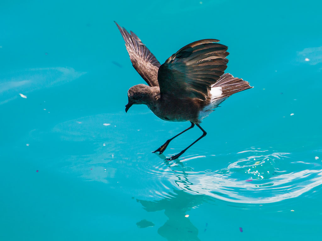 Elliot's (White-vented) Storm-Petrel (Oceanites gracilis galapagoensis)