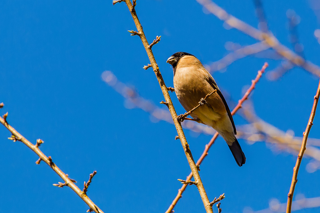 Eurasian Bullfinch (Pyrrhula pyrrhula)