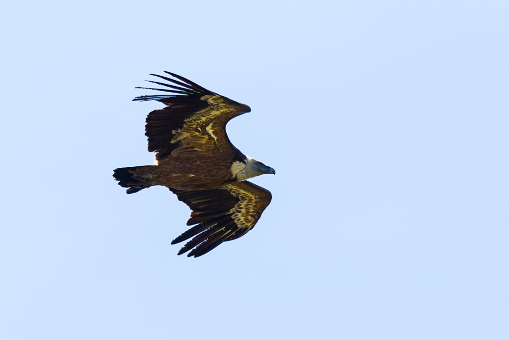 Eurasian Griffon (Gyps fulvus)