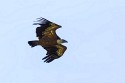 Eurasian Griffon (Gyps fulvus)