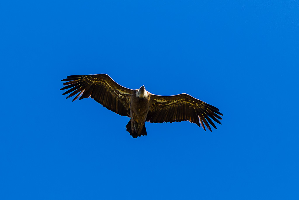 Eurasian Griffon (Gyps fulvus)