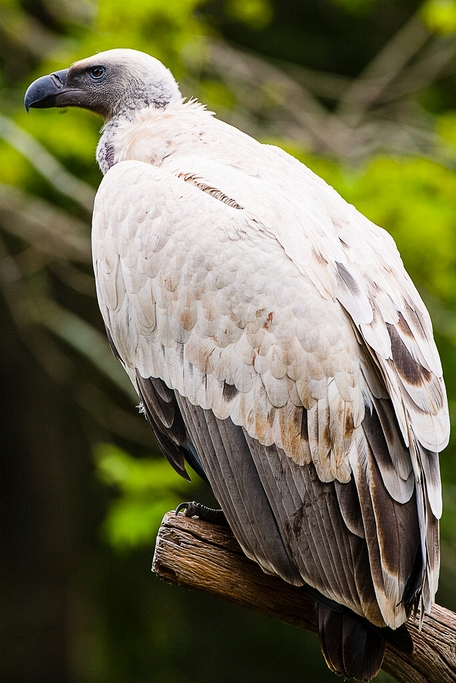 Eurasian Griffon (Gyps fulvus)©