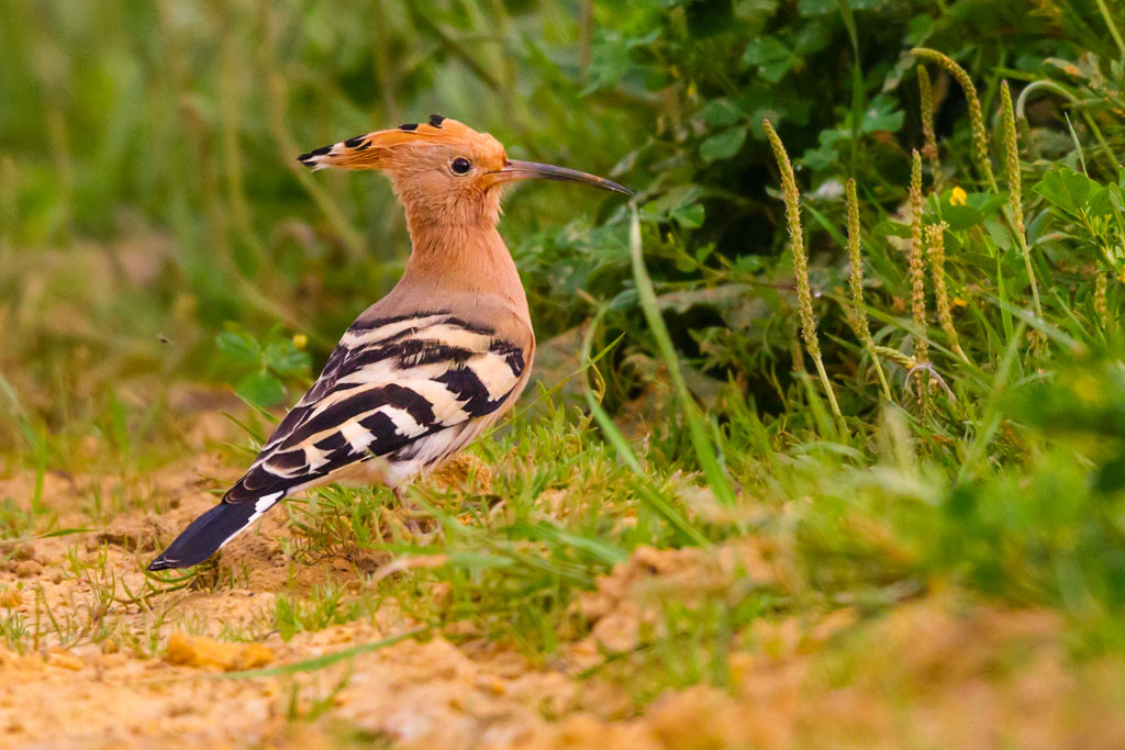 Eurasian Hoopoe (Upupa epops)