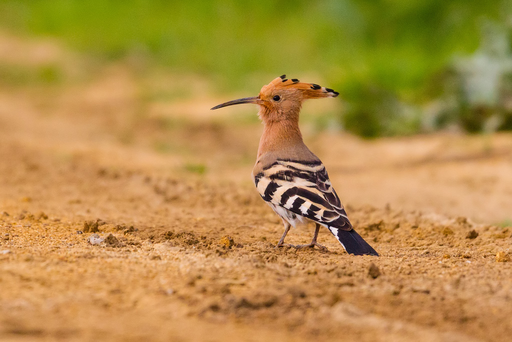 Eurasian Hoopoe (Upupa epops)