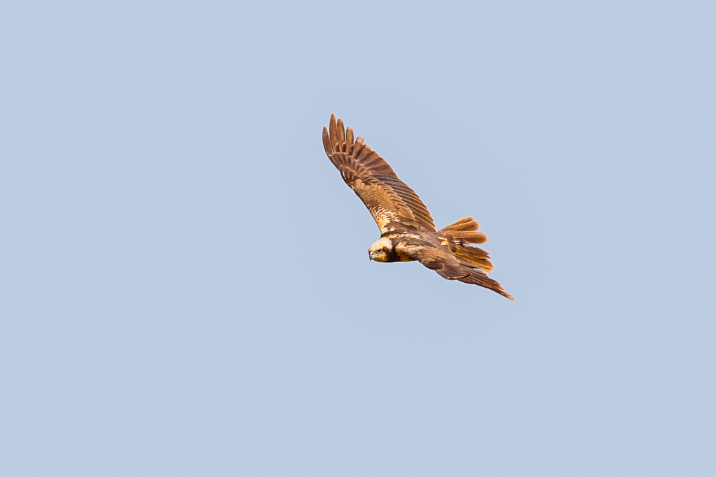 Eurasian Marsh-Harrier (Circus aeruginosus)