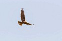 Eurasian Marsh-Harrier (Circus aeruginosus)