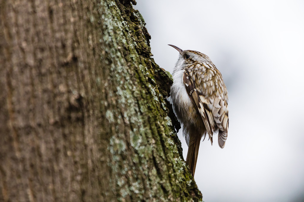 Eurasian Treecreeper (Certhia familiaris)