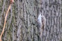 Eurasian Treecreeper (Certhia familiaris)