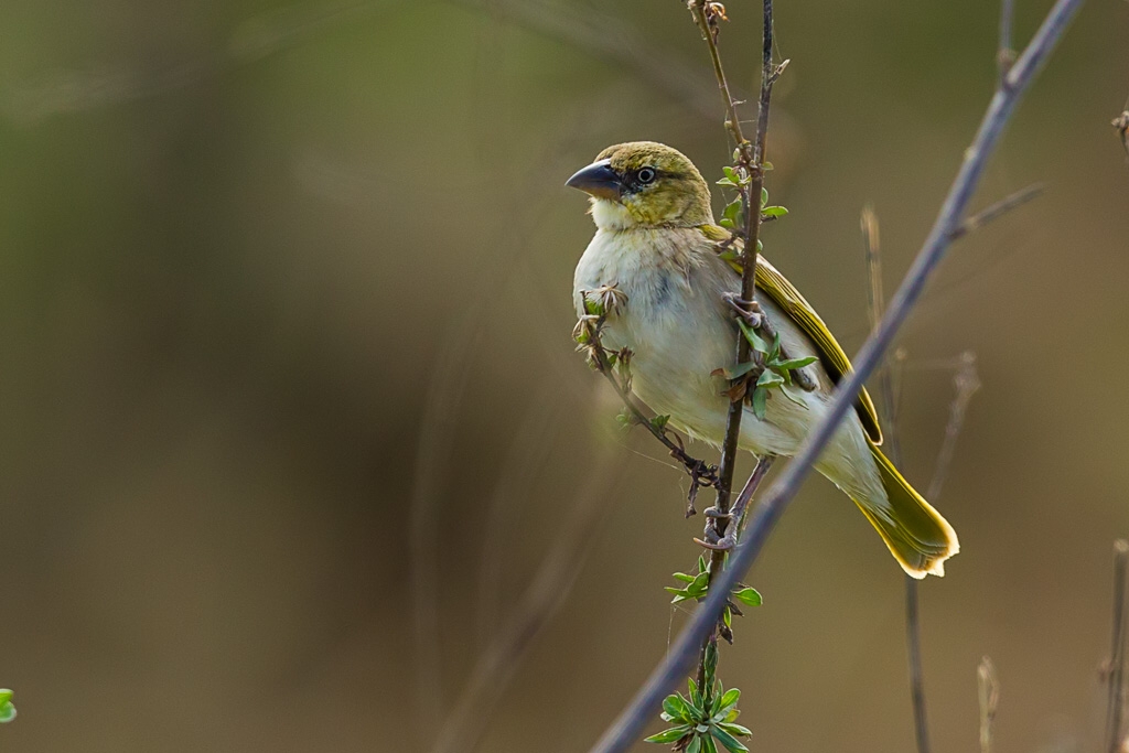 European Greenfinch (Chloris chloris)