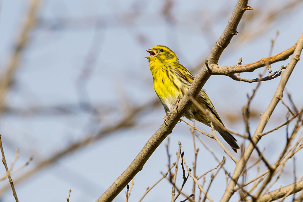 European Serin (Serinus serinus)