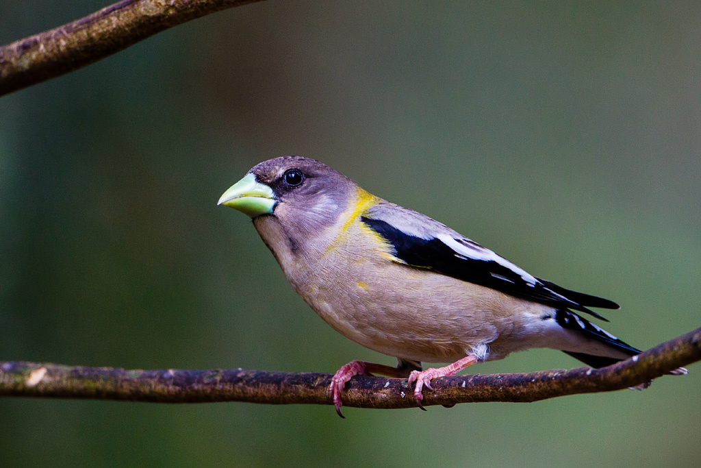 Evening Grosbeak (Coccothraustes vespertinus)