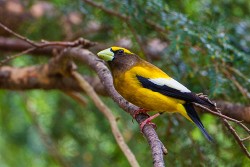 Evening Grosbeak (Coccothraustes vespertinus)