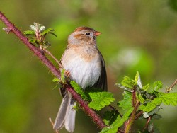 Field Sparrow (Spizella pusilla)