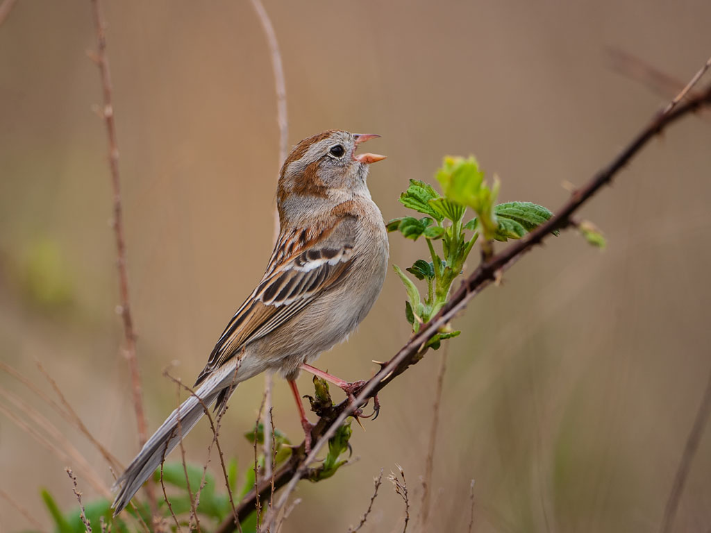 Field Sparrow (Spizella pusilla)