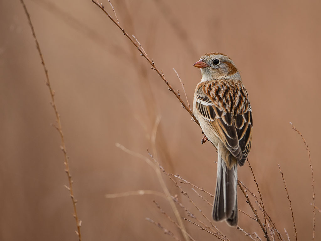 Field Sparrow (Spizella pusilla)