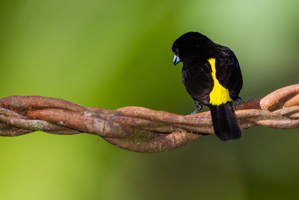 Flame-rumped Tanager (Ramphocelus flammigerus)